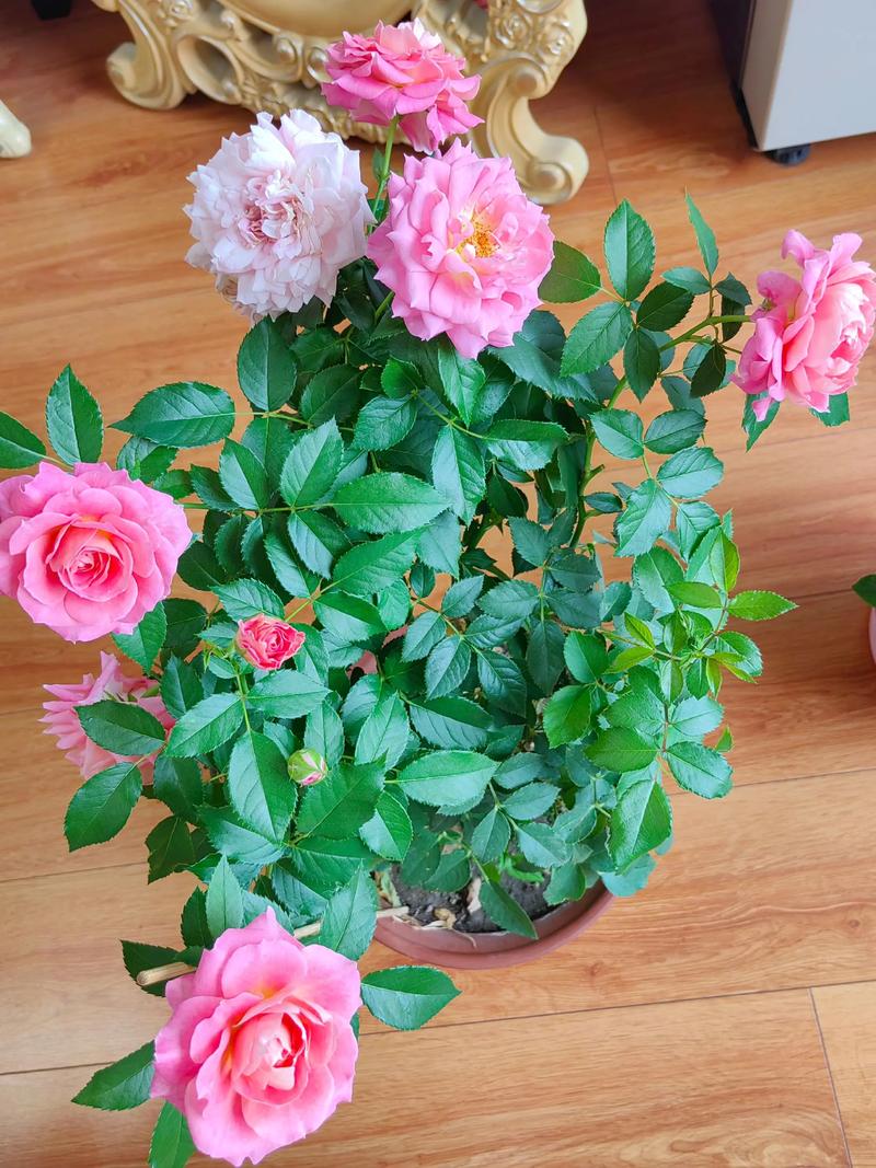 月季花月月开是什么品种？-图3