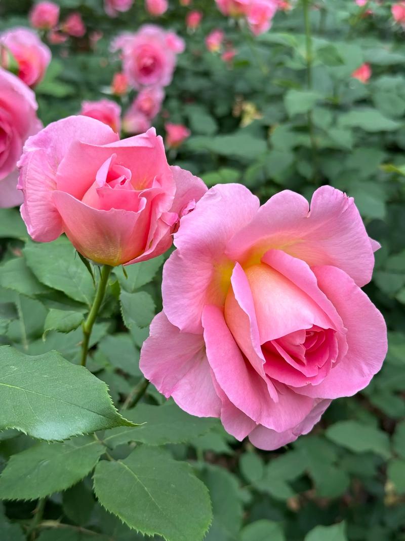 月季花月月开是什么品种？-图1