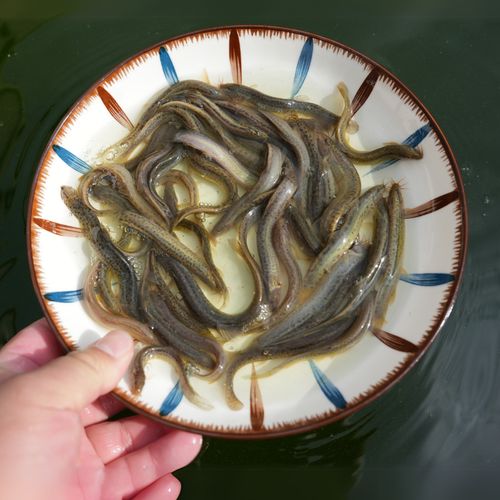 河北人工台湾泥鳅苗品种有何优势?-图1 河北人工台湾泥鳅苗品种有何优势?-图1