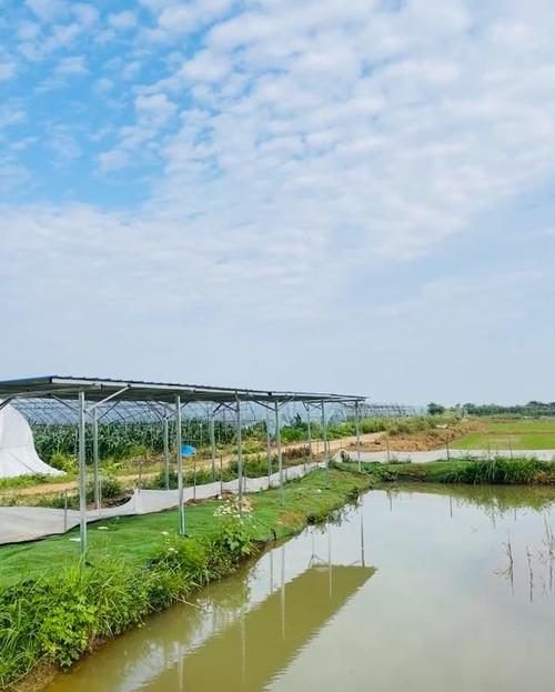 南美白对虾土池养殖技术关键要点有哪些?-图2 南美白对虾土池养殖技术关键要点有哪些?-图2