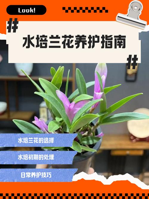 兰花育苗技术要点有哪些?-图1 兰花育苗技术要点有哪些?-图1