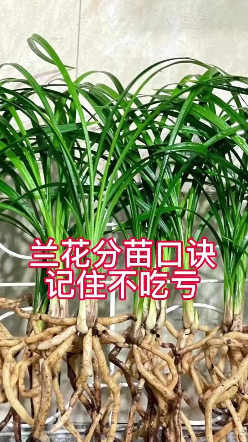 兰花育苗技术要点有哪些?-图2 兰花育苗技术要点有哪些?-图2