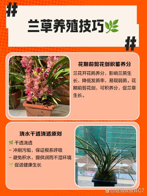 兰花育苗技术要点有哪些?-图3 兰花育苗技术要点有哪些?-图3