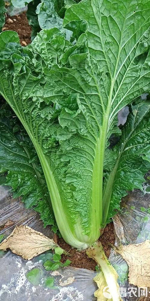 青麻叶大白菜有哪些常见品种？-图1