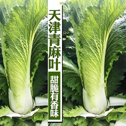 青麻叶大白菜有哪些常见品种？-图2