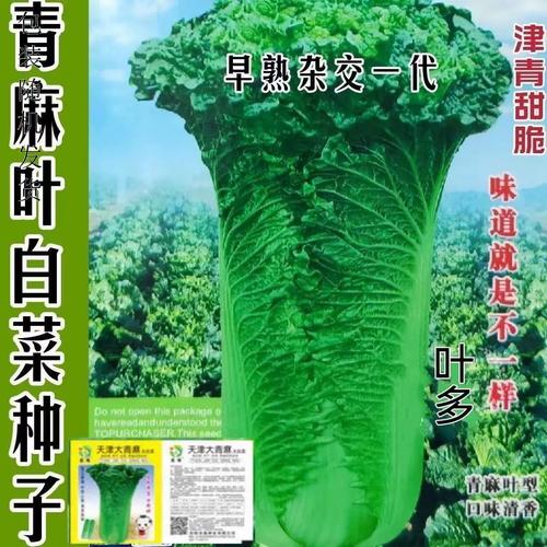青麻叶大白菜有哪些常见品种？-图3