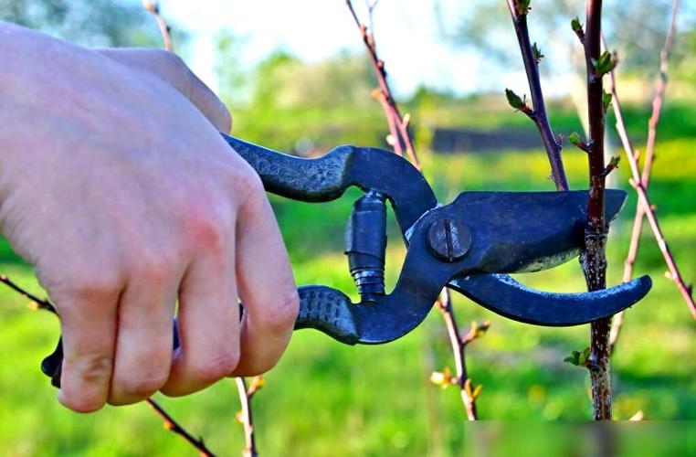 北方果树修剪新技术视频,新在哪?-图3 北方果树修剪新技术视频,新在哪?-图3