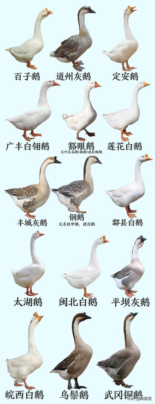 哪种大鹅品种市场价值最高？-图2