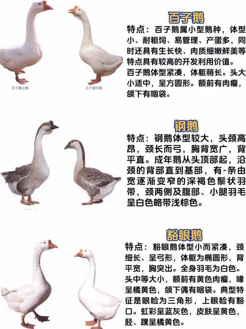 哪种大鹅品种市场价值最高？-图1