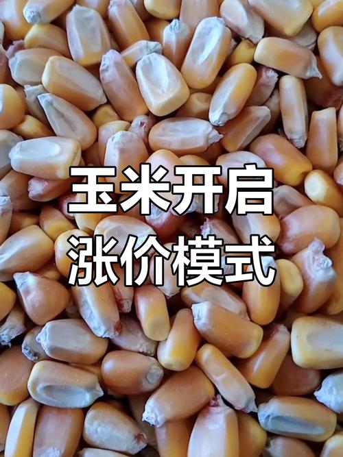 2025年11月玉米价格-图2 2025年11月玉米价格-图2