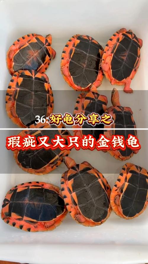 金钱龟不同品种可杂交吗？-图3