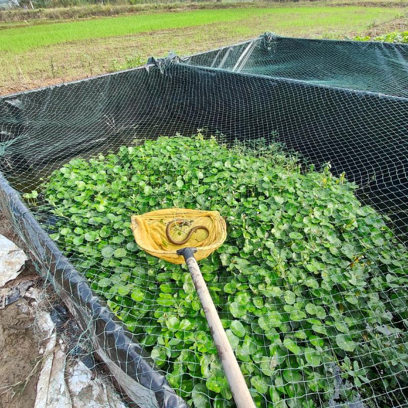 怎样室内养黄鳝养殖技术-图1 怎样室内养黄鳝养殖技术-图1