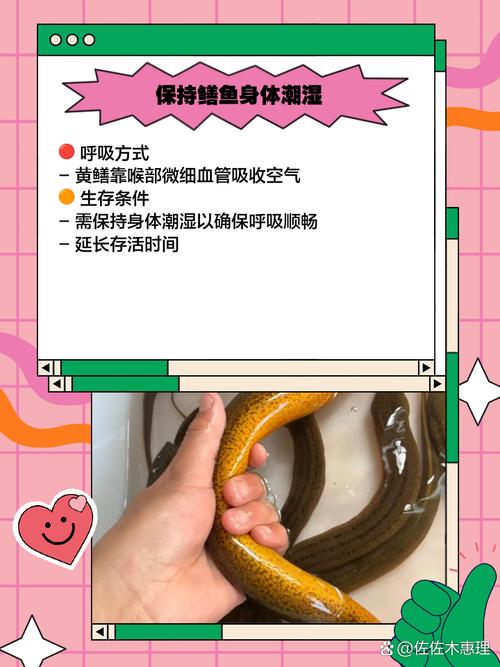 怎样室内养黄鳝养殖技术-图3 怎样室内养黄鳝养殖技术-图3