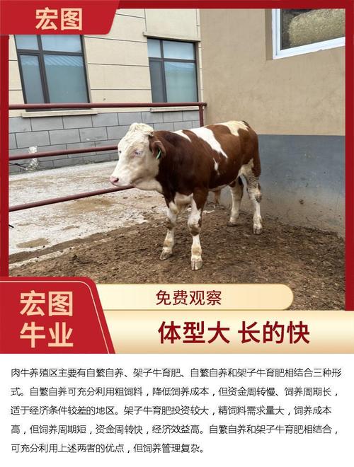 西门塔尔小母牛是啥品种?-图1 西门塔尔小母牛是啥品种?-图1