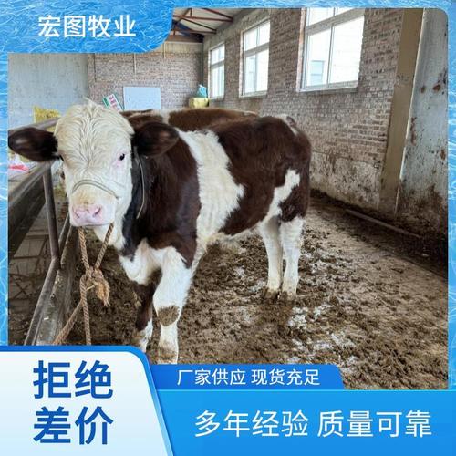 西门塔尔小母牛是啥品种?-图3 西门塔尔小母牛是啥品种?-图3