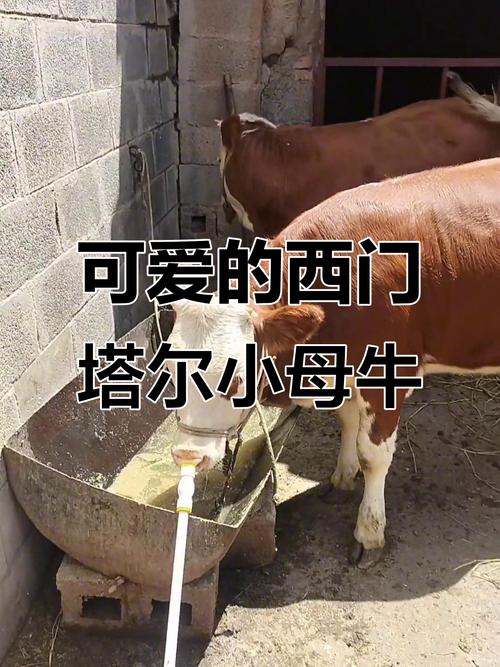 西门塔尔小母牛是啥品种?-图2 西门塔尔小母牛是啥品种?-图2