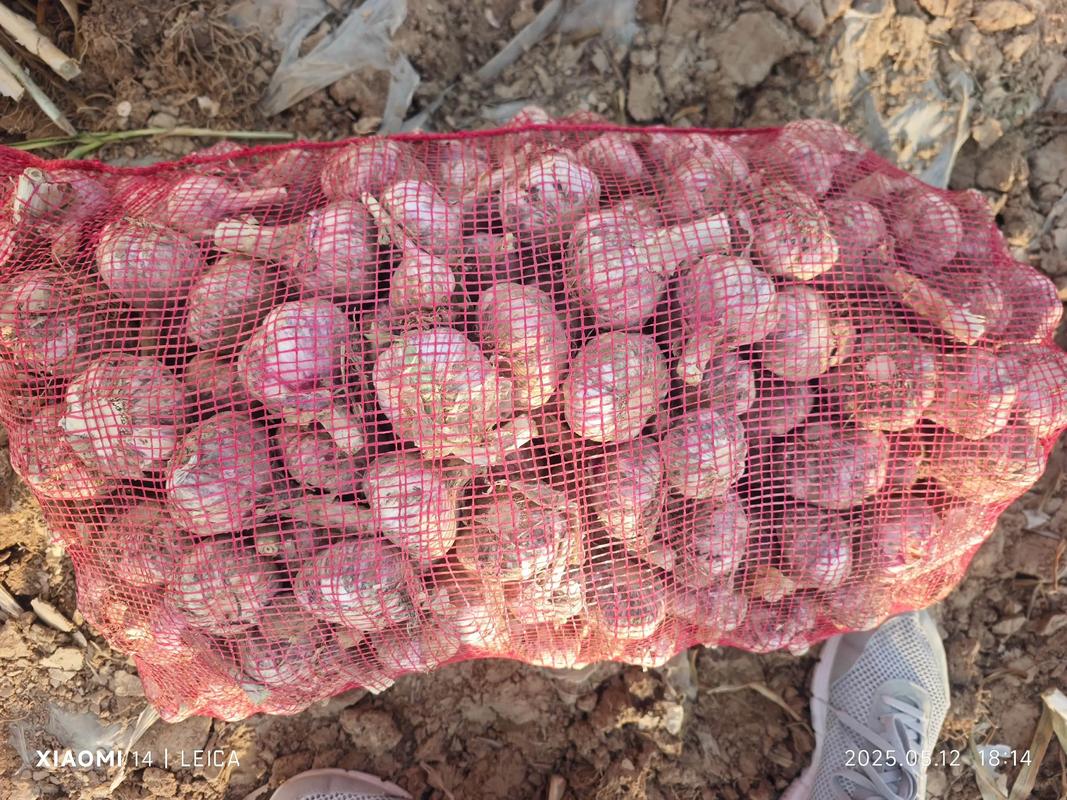 山东金乡大蒜最新价格多少？-图1