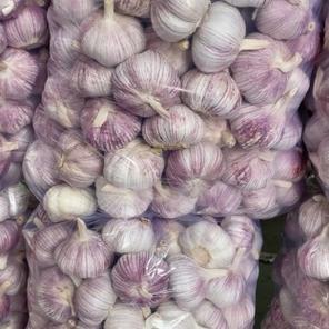 山东金乡大蒜最新价格多少？-图3