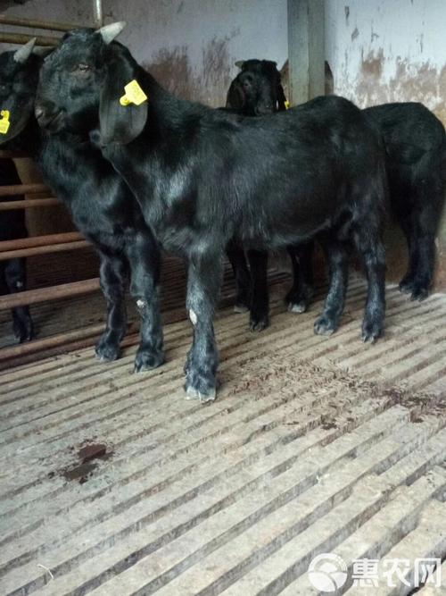 常德伟艳黑山羊是哪个品种？-图1