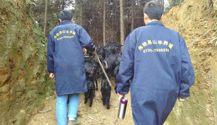 常德伟艳黑山羊是哪个品种？-图3