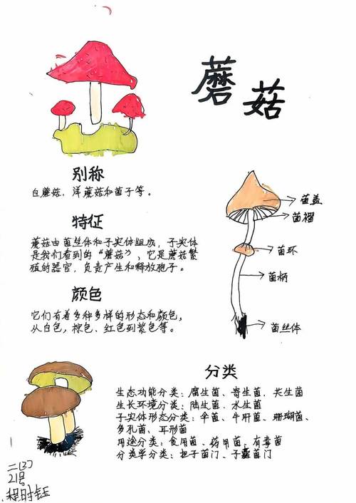 蘑菇种植技术方法与管理有哪些关键点?-图3 蘑菇种植技术方法与管理有哪些关键点?-图3