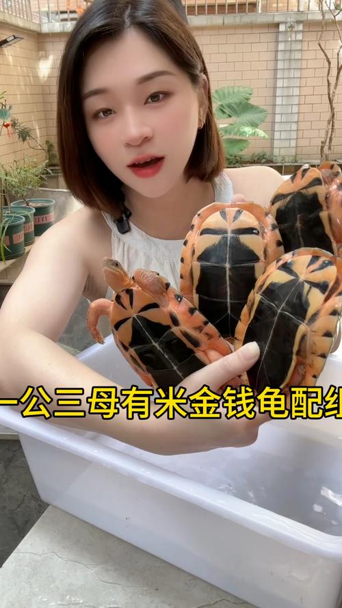 越南米底板金钱龟品种龟-图2