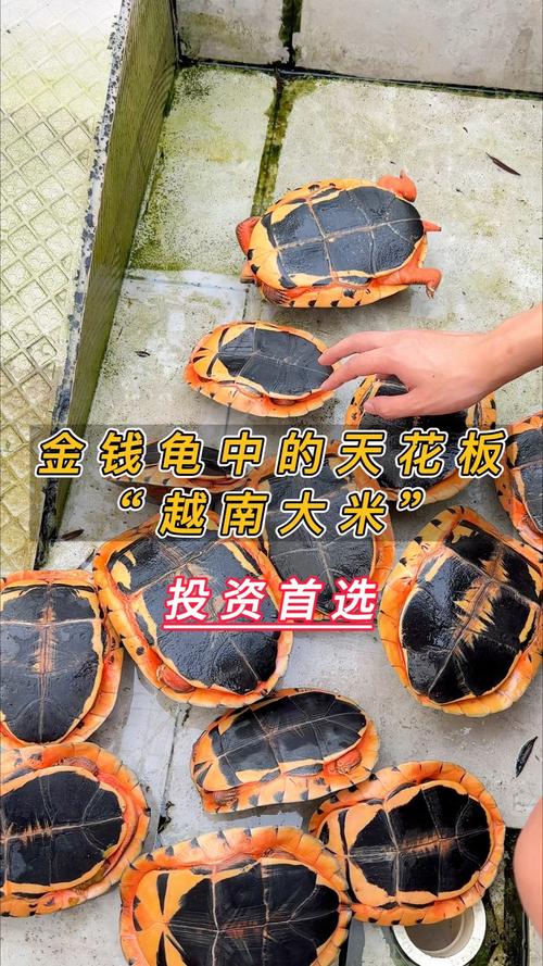 越南米底板金钱龟品种龟-图1