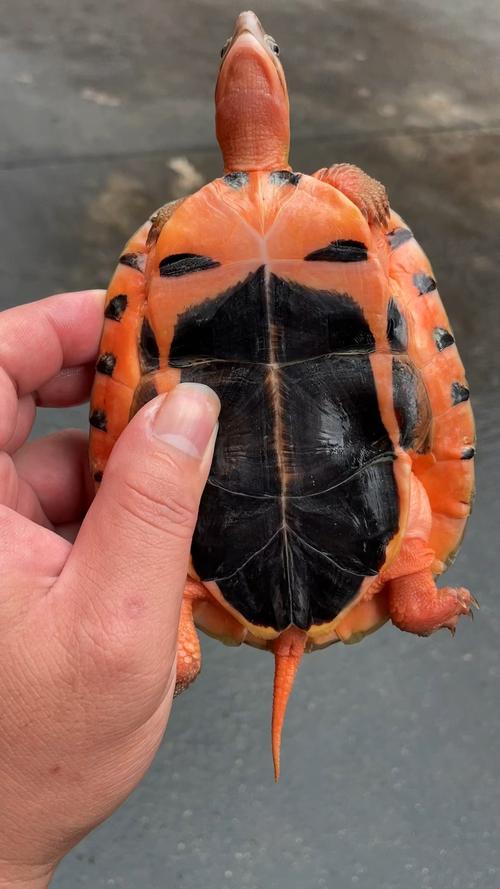 越南米底板金钱龟品种龟-图3