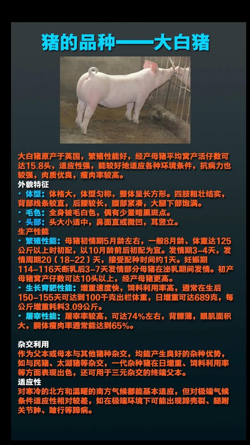 我国培育的猪品种主要有哪些？-图2