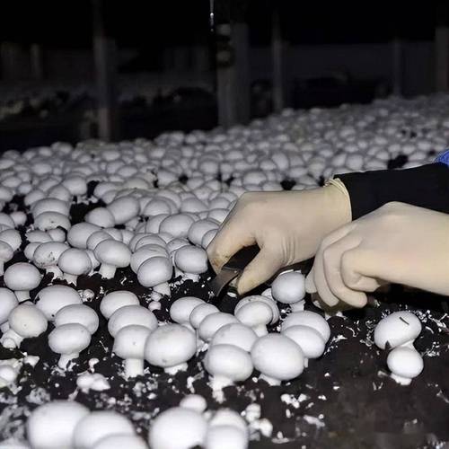 夏季林下如何种好双孢菇？-图1