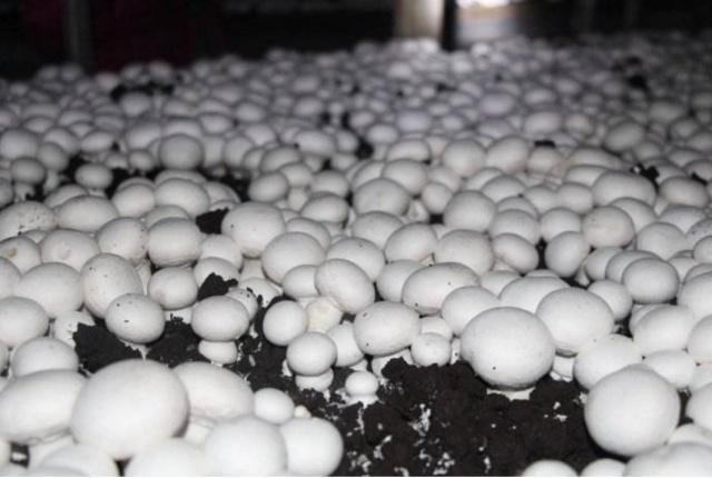 夏季林下如何种好双孢菇？-图3