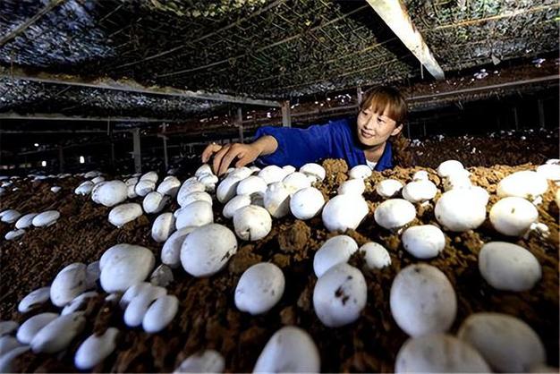 夏季林下如何种好双孢菇？-图2