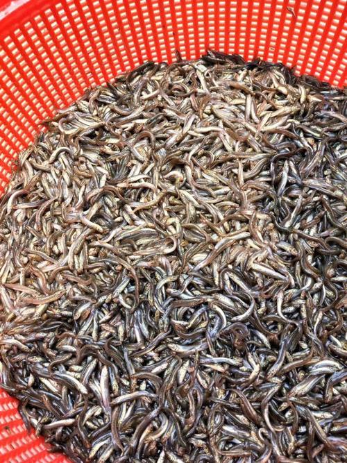 优质台湾泥鳅苗培育技术要点有哪些?-图3 优质台湾泥鳅苗培育技术要点有哪些?-图3