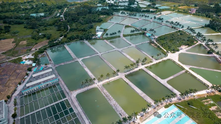 国家罗非鱼产业技术体系如何助力产业升级？-图2