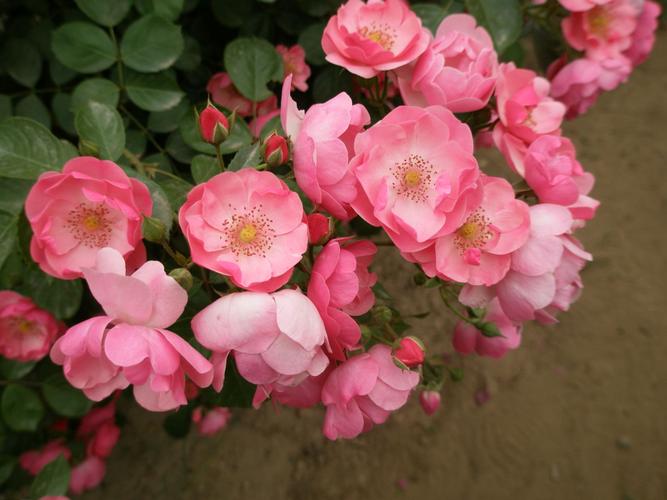 广东适合种植哪些蔷薇品种？-图3