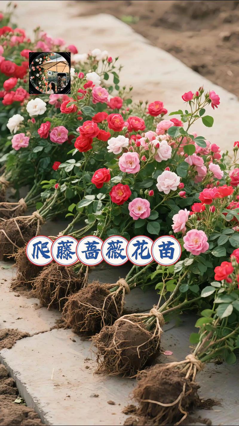 广东适合种植哪些蔷薇品种？-图2