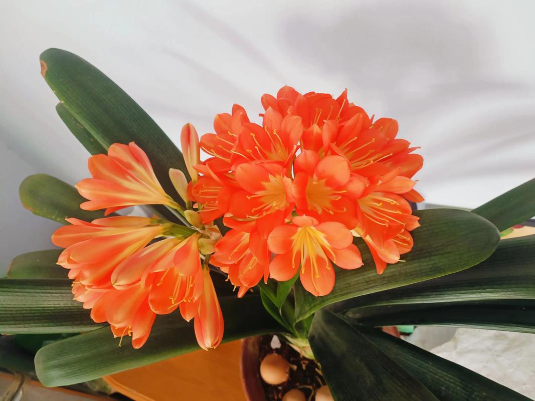 品种差的君子兰能开花吗?-图2 品种差的君子兰能开花吗?-图2