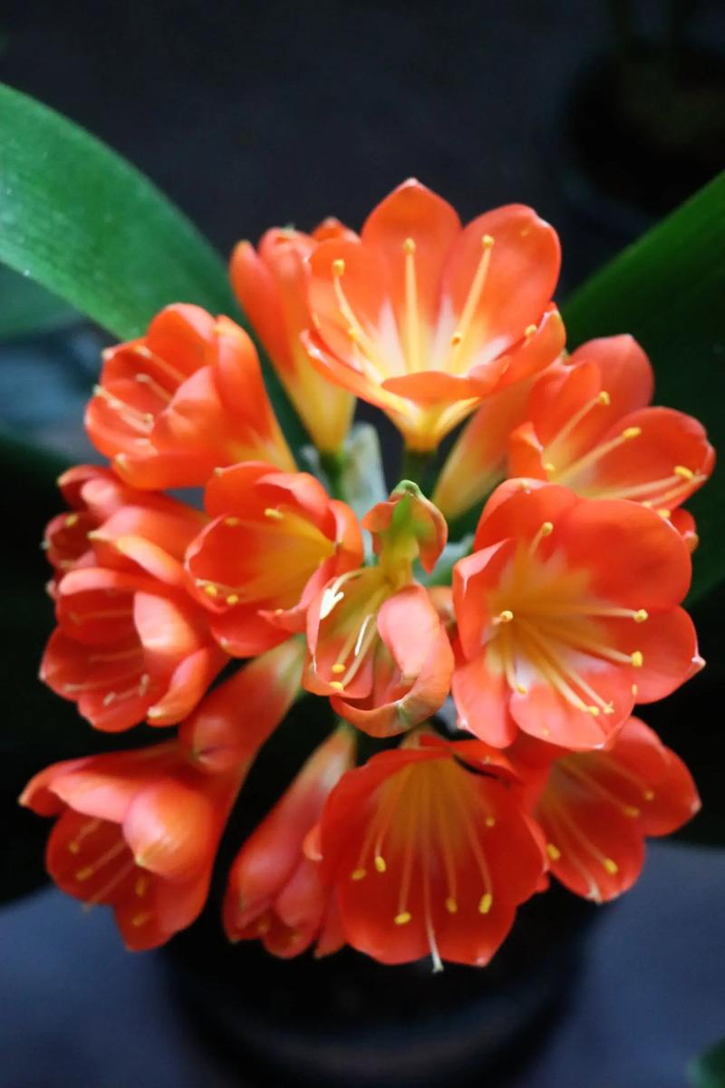 品种差的君子兰能开花吗?-图3 品种差的君子兰能开花吗?-图3