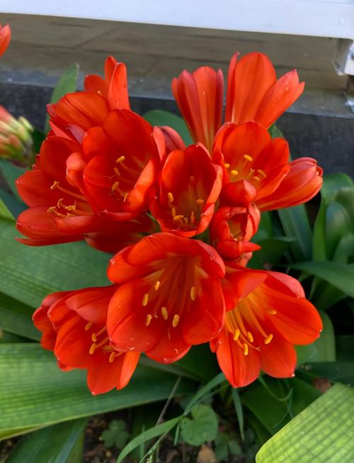 品种差的君子兰能开花吗?-图1 品种差的君子兰能开花吗?-图1