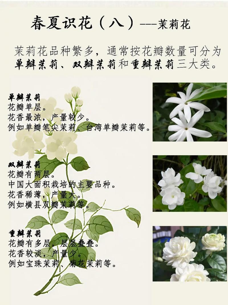 茉莉花什么品种最好最香?-图1 茉莉花什么品种最好最香?-图1