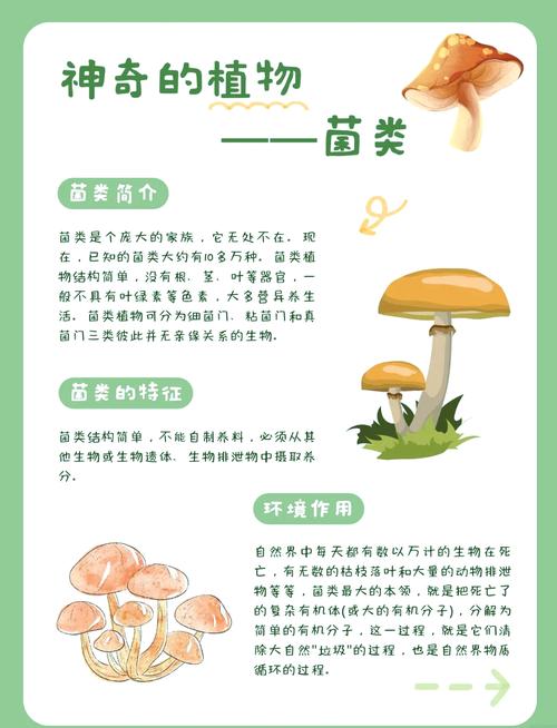 蘑菇种植配料方法有哪些关键要点？-图1