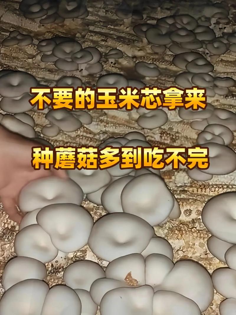 蘑菇种植配料方法有哪些关键要点？-图2