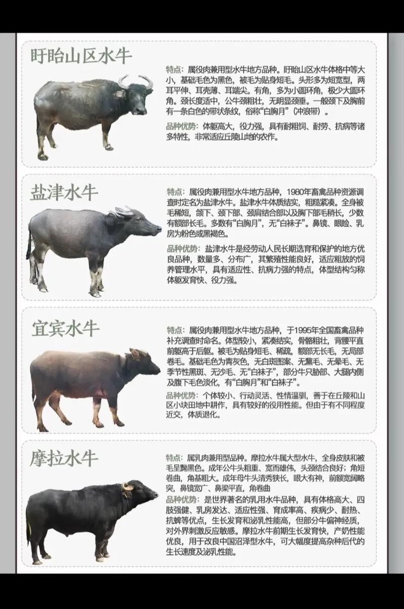 中国牛品种第一的评选标准是什么？-图3