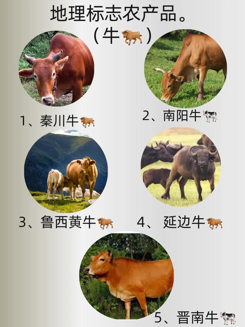 中国牛品种第一的评选标准是什么？-图2