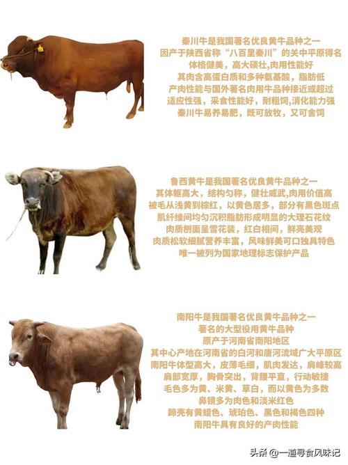 中国牛品种第一的评选标准是什么？-图1