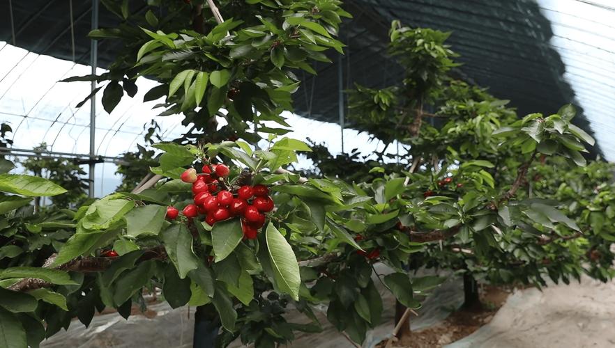 大棚樱桃咋种好?视频技术详解来了!-图3 大棚樱桃咋种好?视频技术详解来了!-图3