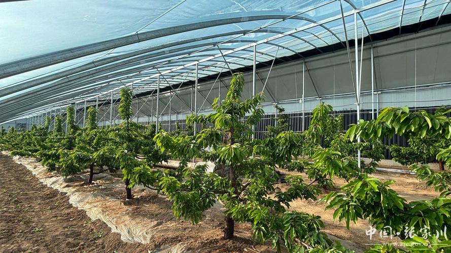 大棚樱桃咋种好?视频技术详解来了!-图1 大棚樱桃咋种好?视频技术详解来了!-图1