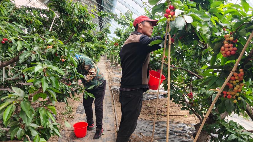 大棚樱桃咋种好？视频技术详解来了！-图2