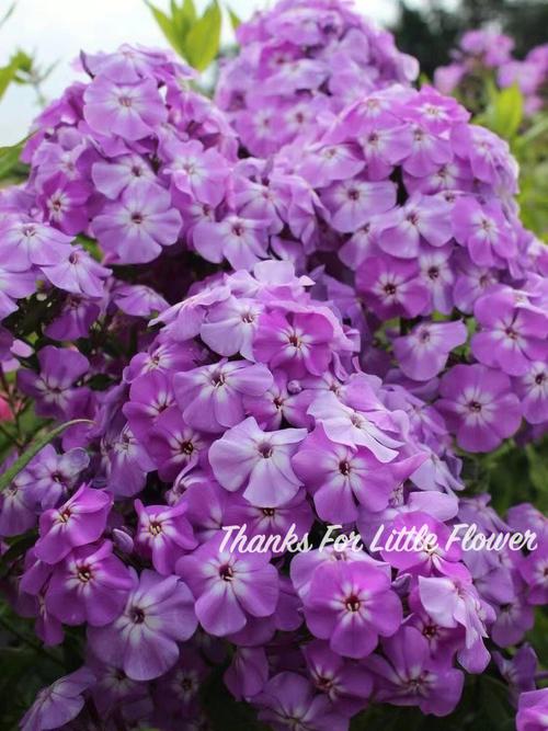 东北宿根福禄考啥品种好？-图2