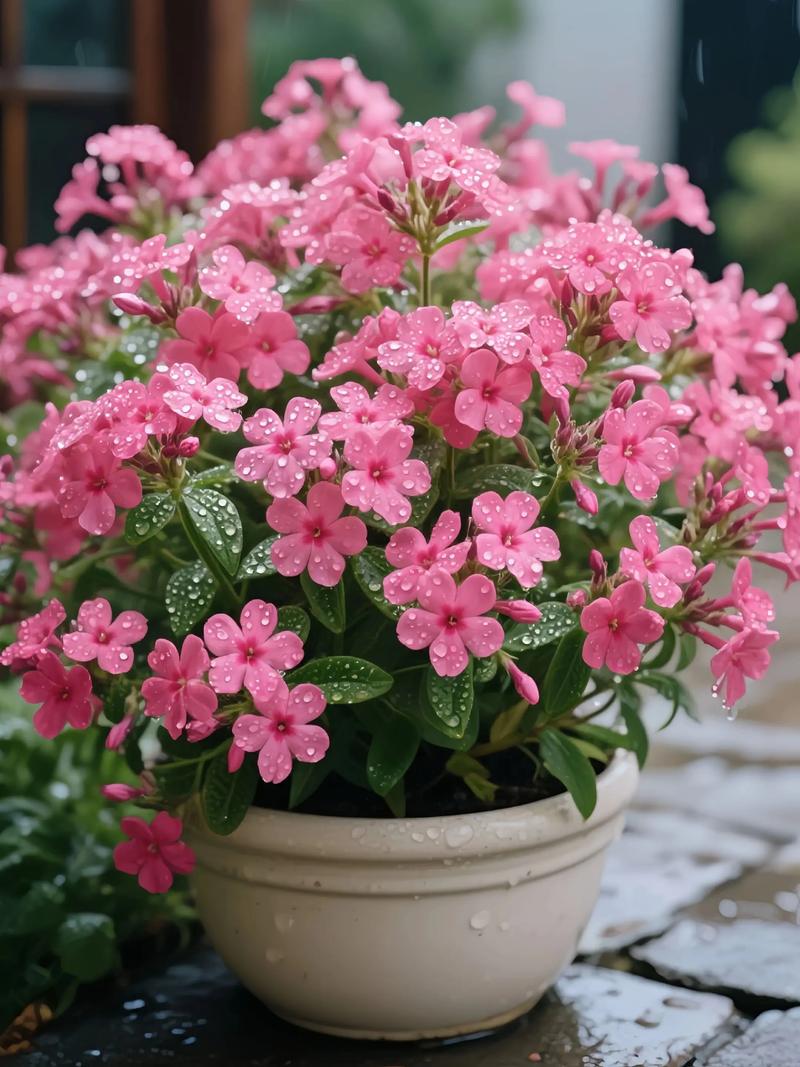 东北宿根福禄考啥品种好？-图1